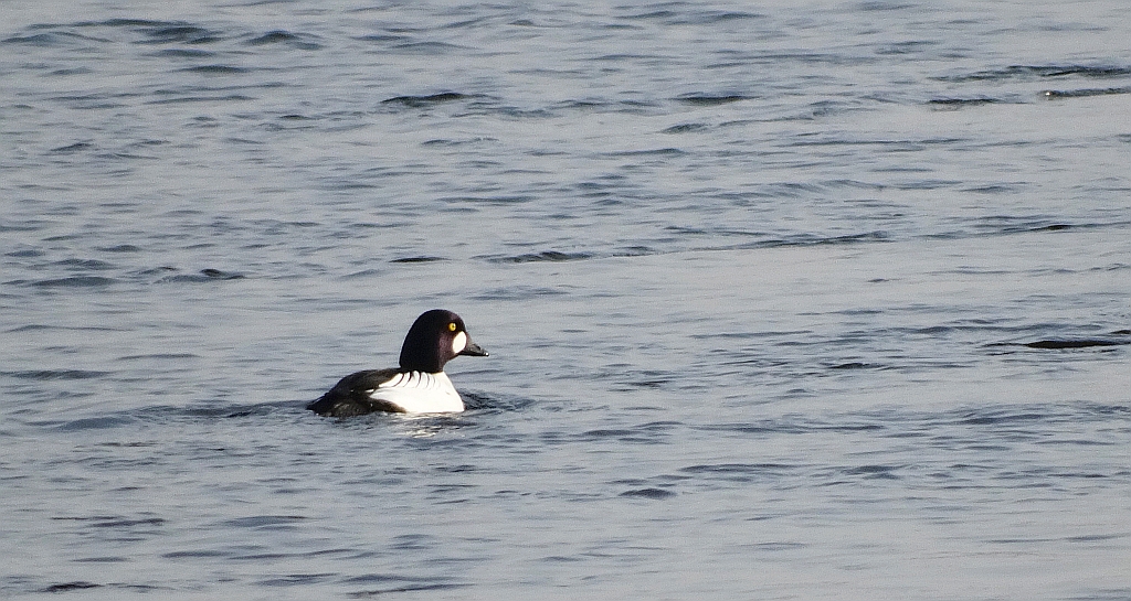 Gągoł, gągoł krzykliwy (Bucephala clangula)