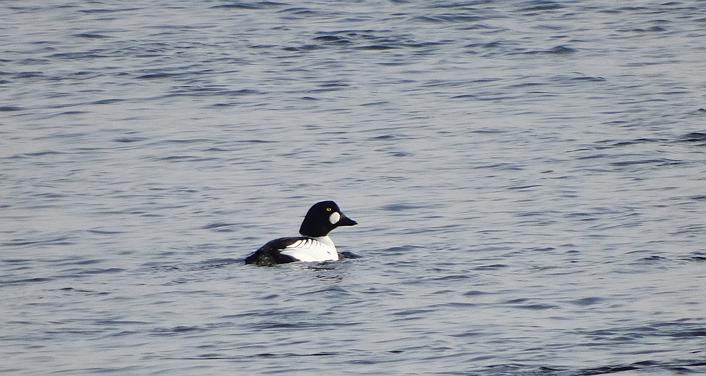 Gągoł, gągoł krzykliwy (Bucephala clangula)