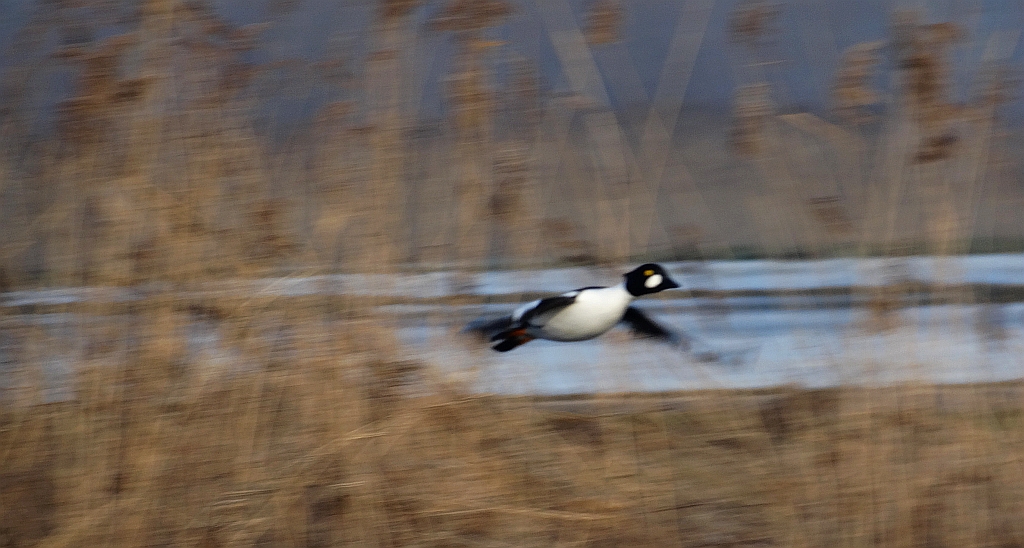 Gągoł, gągoł krzykliwy (Bucephala clangula)