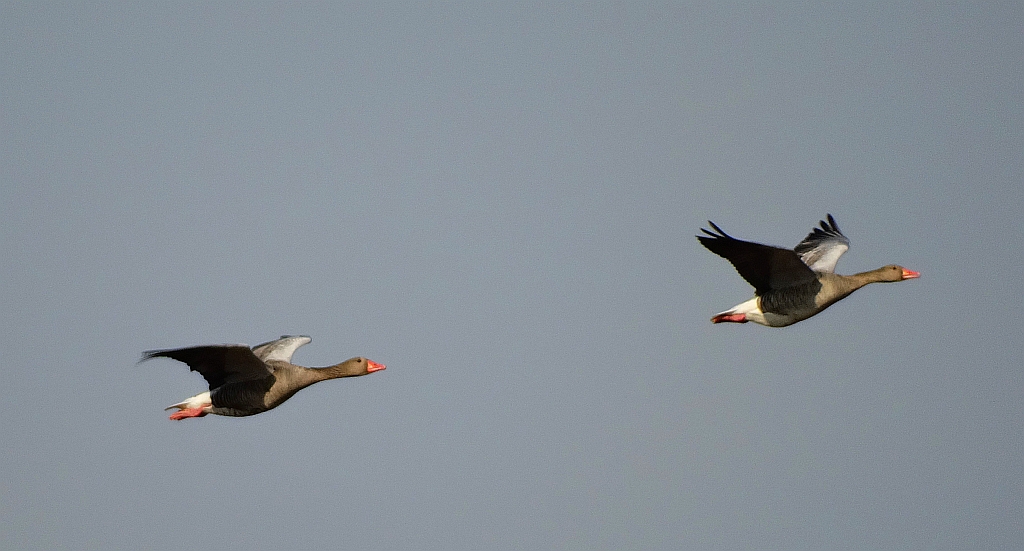 Gęgawa, gęś gęgawa (Anser anser)