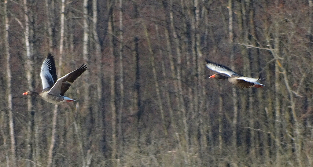 Gęgawa, gęś gęgawa (Anser anser)