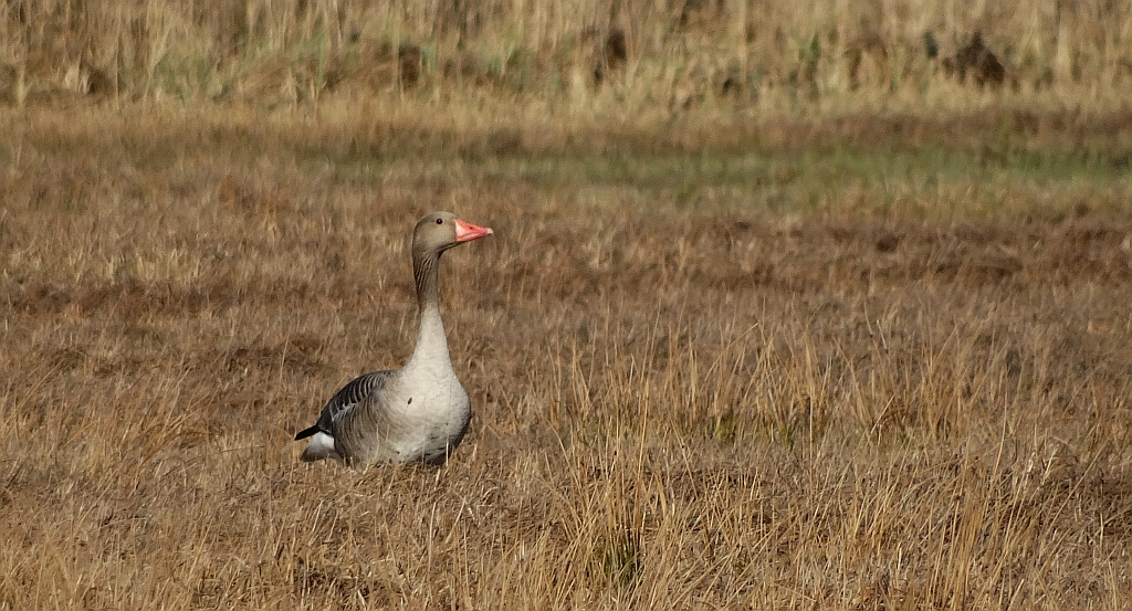 Gęgawa, gęś gęgawa (Anser anser)