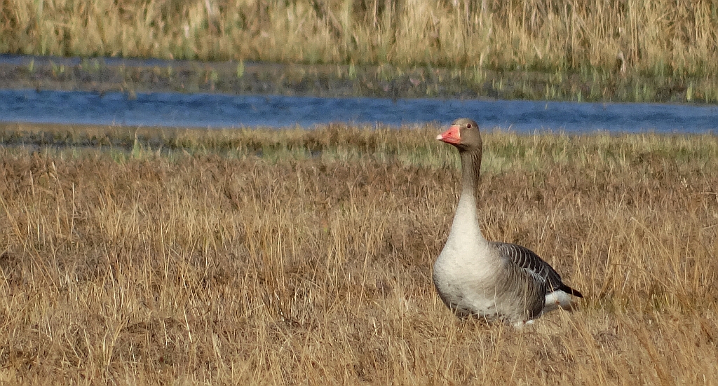 Gęgawa, gęś gęgawa (Anser anser)