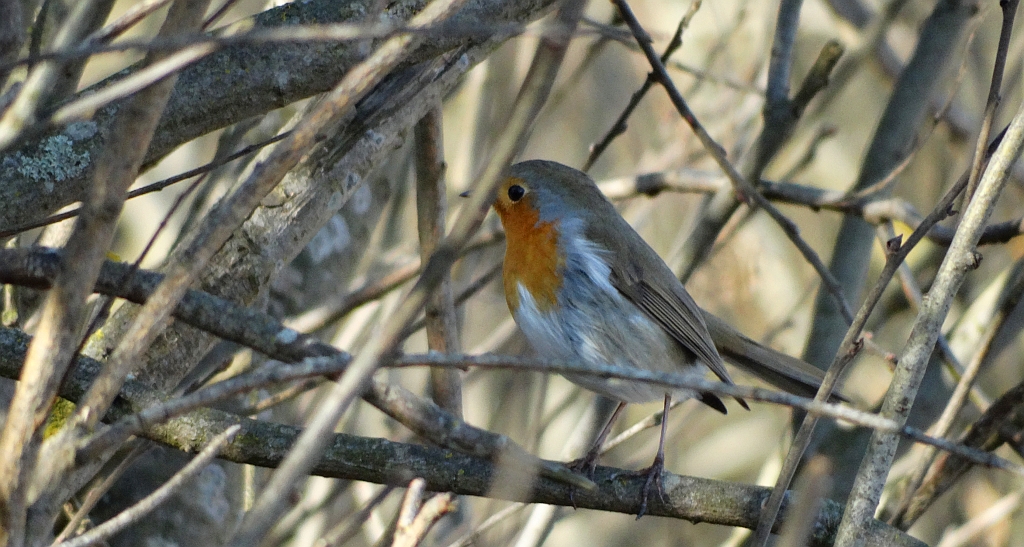 Rudzik, rudzik zwyczajny, raszka (Erithacus rubecula)