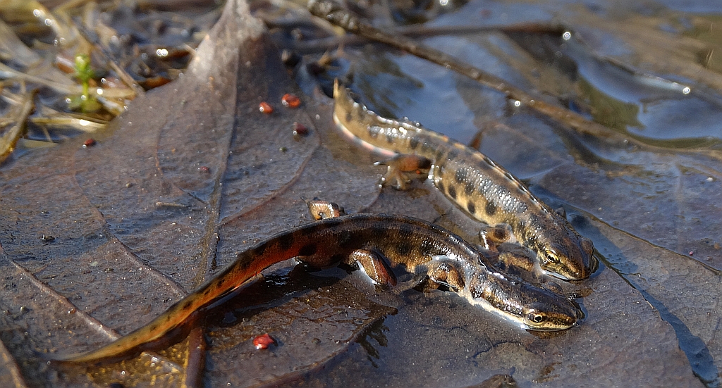 Traszka zwyczajna (Lissotriton vulgaris)