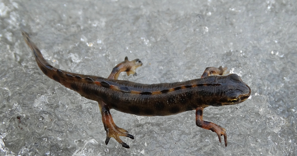 Traszka zwyczajna (Lissotriton vulgaris)