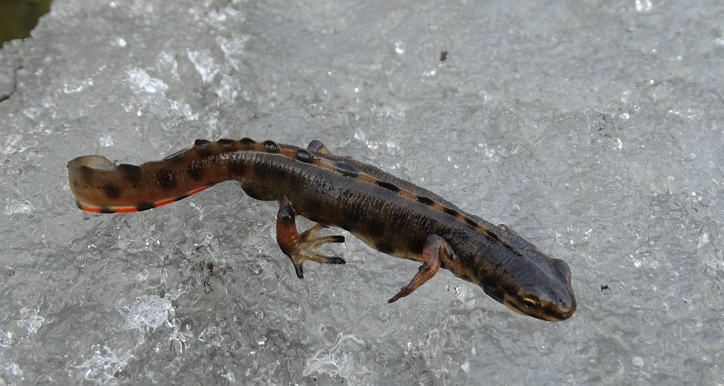 Traszka zwyczajna (Lissotriton vulgaris)