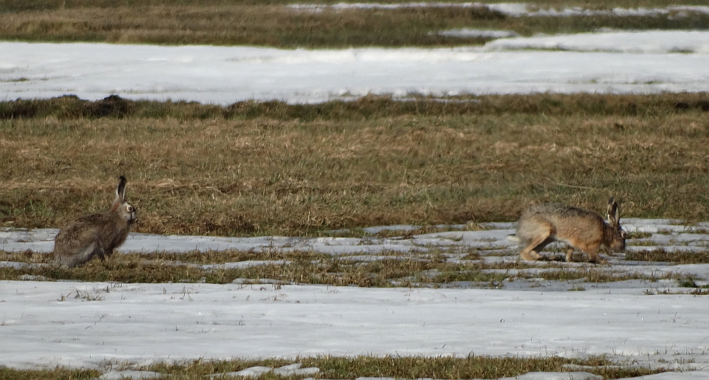 Zając szarak (Lepus europaeus)