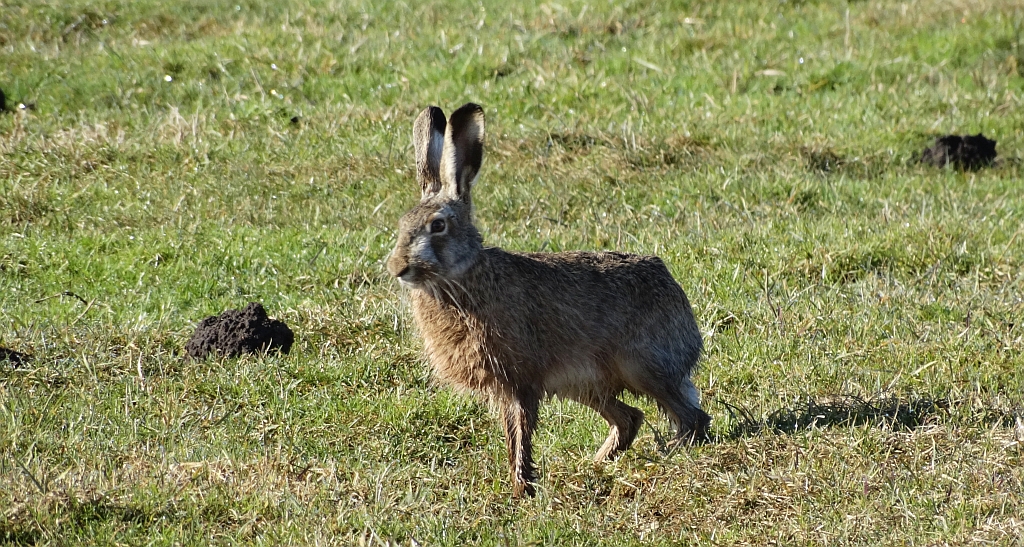 Zając szarak (Lepus europaeus)