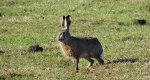 Zając szarak (Lepus europaeus)