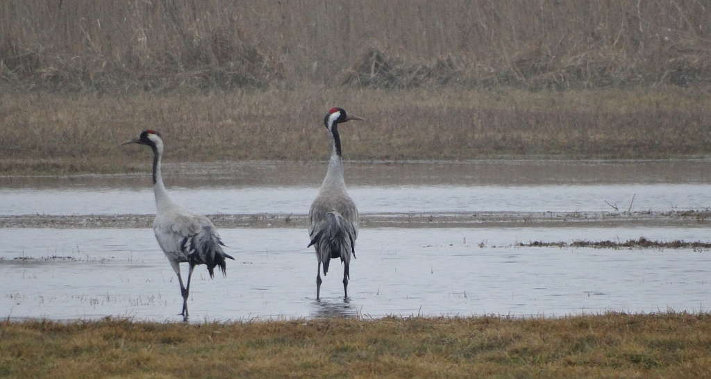 Żuraw zwyczajny, żuraw, żuraw popielaty, żuraw szary (Grus grus)
