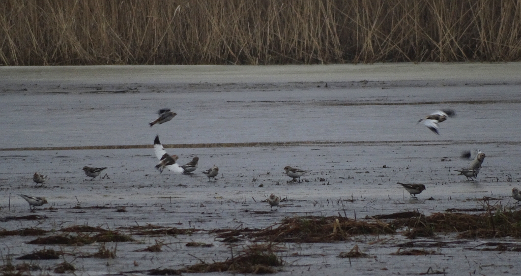 Śnieguła zwyczajna, śnieguła, śnieżka (Plectrophenax nivalis)