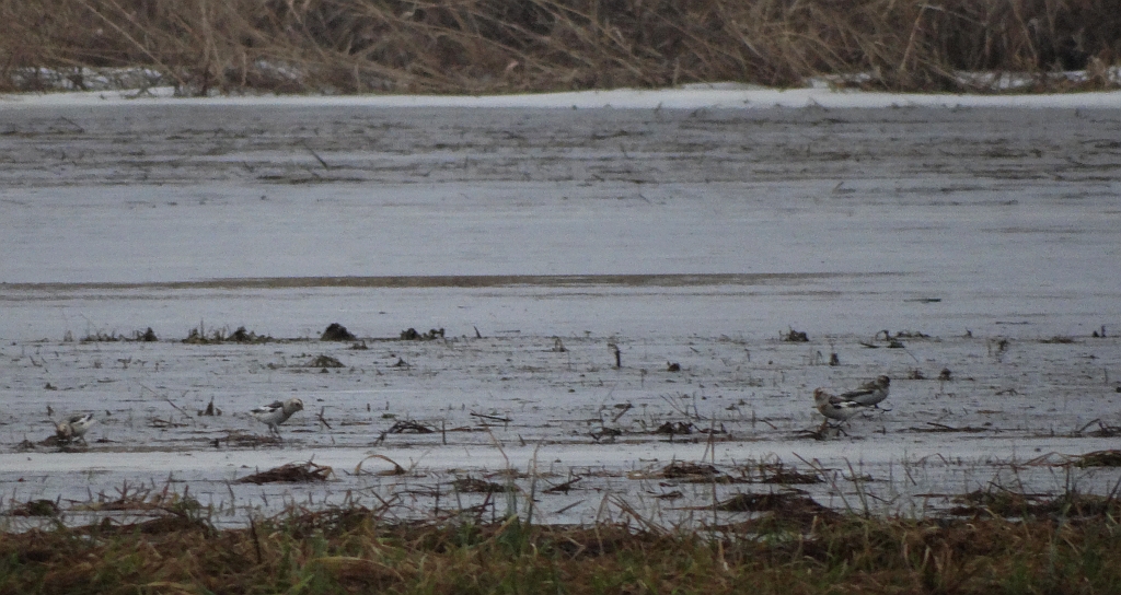 Śnieguła zwyczajna, śnieguła, śnieżka (Plectrophenax nivalis)