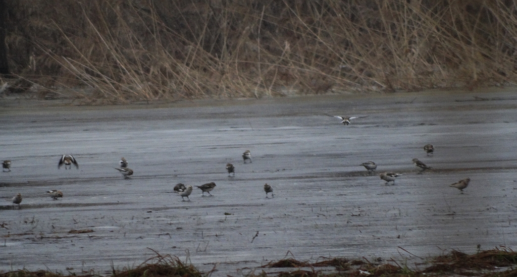 Śnieguła zwyczajna, śnieguła, śnieżka (Plectrophenax nivalis)