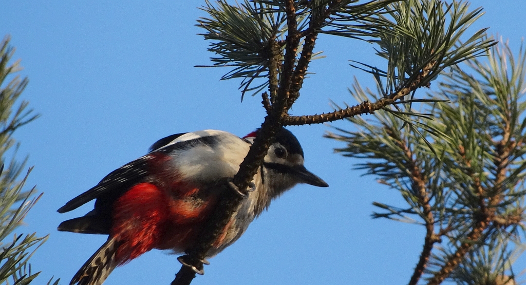 Dzięcioł duży (Dendrocopos major)