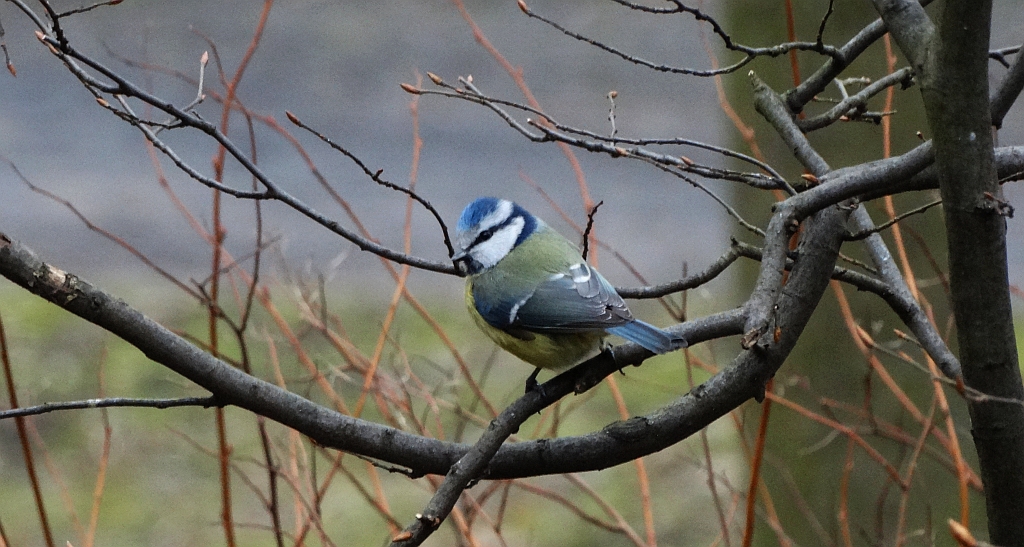 Modraszka zwyczajna, modraszka, sikora modra (Cyanistes caeruleus)