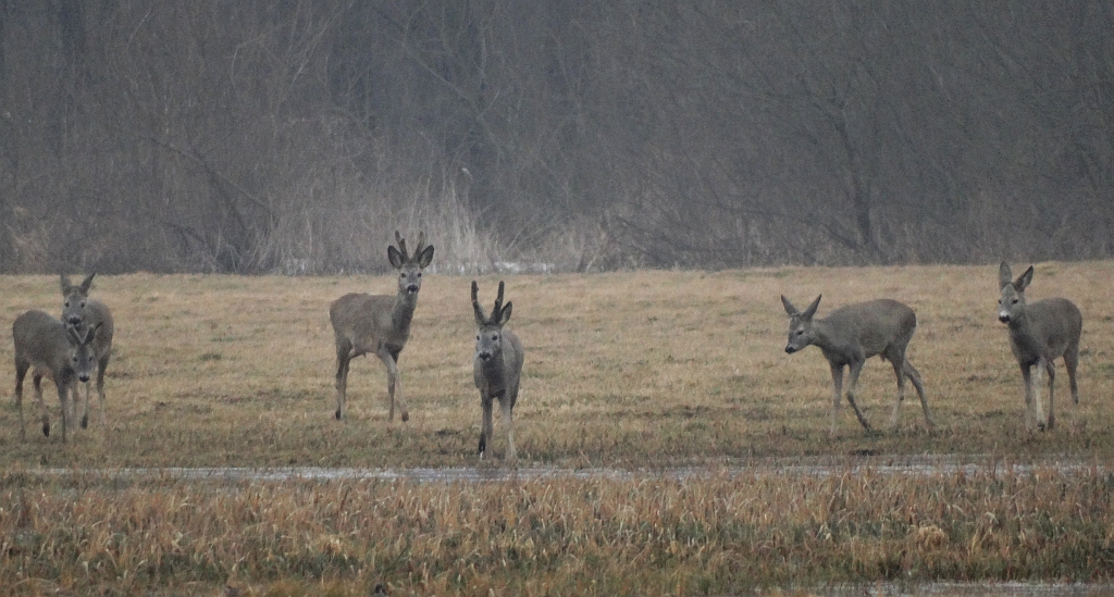 Sarna europejska, sarna (Capreolus capreolus)