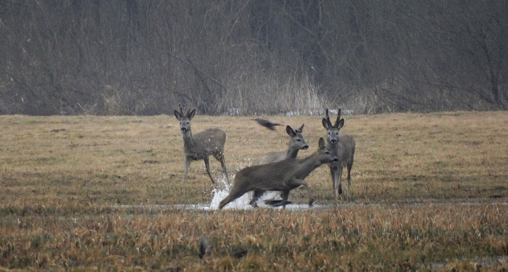 Sarna europejska, sarna (Capreolus capreolus)