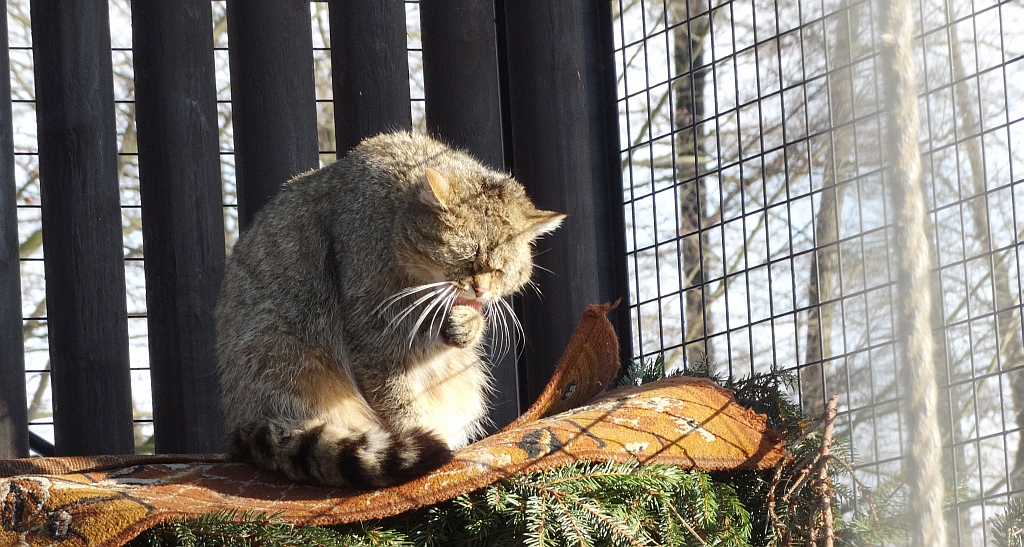 Żbik (Felis silvestris)