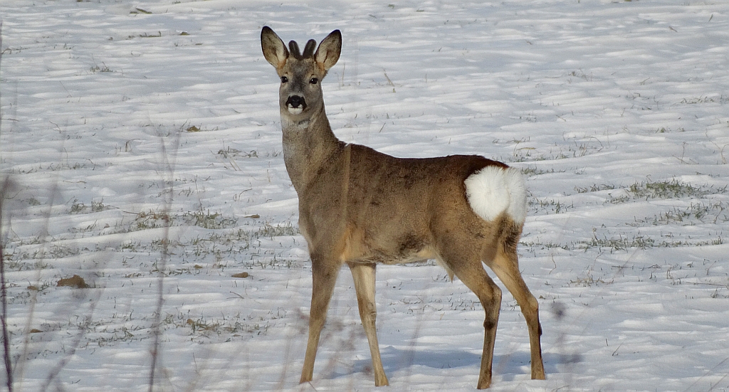 Sarna europejska, sarna (Capreolus capreolus)