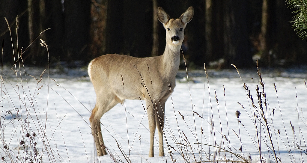 Sarna europejska, sarna (Capreolus capreolus)