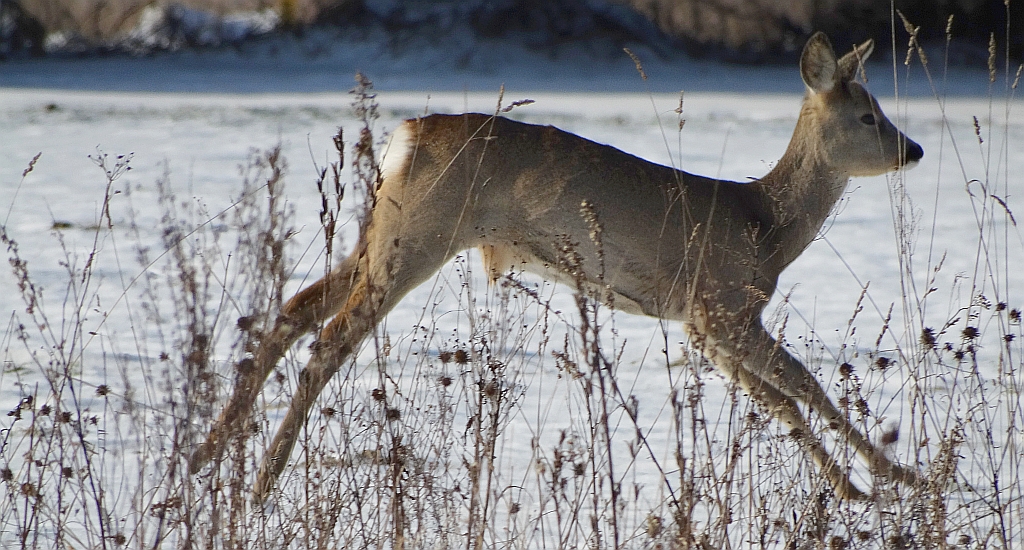 Sarna europejska, sarna (Capreolus capreolus)