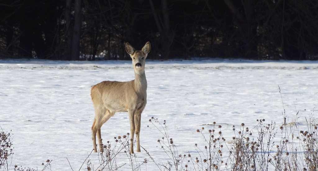 Sarna europejska, sarna (Capreolus capreolus)