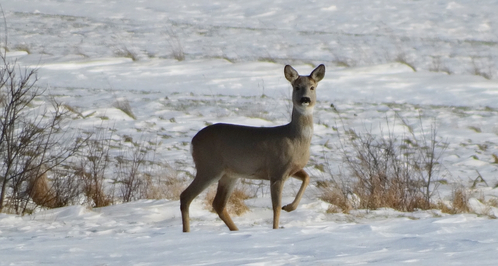 Sarna europejska, sarna (Capreolus capreolus)