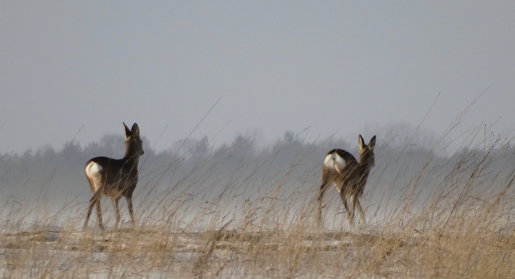 Sarna europejska, sarna (Capreolus capreolus)