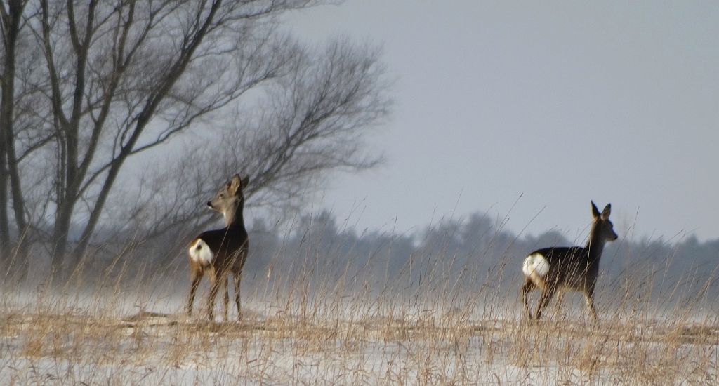 Sarna europejska, sarna (Capreolus capreolus)
