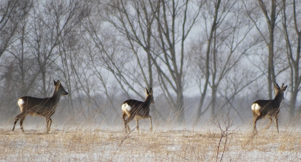Sarna europejska, sarna (Capreolus capreolus)