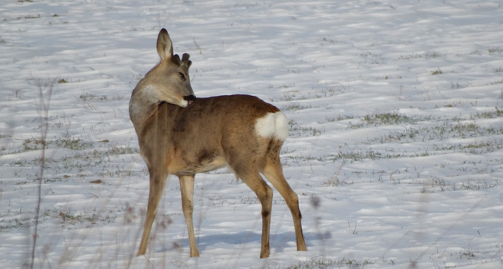 Sarna europejska, sarna (Capreolus capreolus)