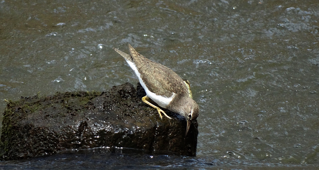 Brodziec piskliwy, brodziec krzykliwy, kuliczek piskliwy, piskliwiec (Actitis hypoleucos)