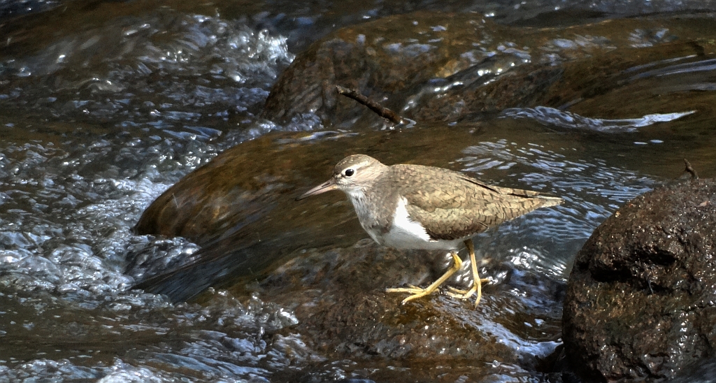 Brodziec piskliwy, brodziec krzykliwy, kuliczek piskliwy, piskliwiec (Actitis hypoleucos)