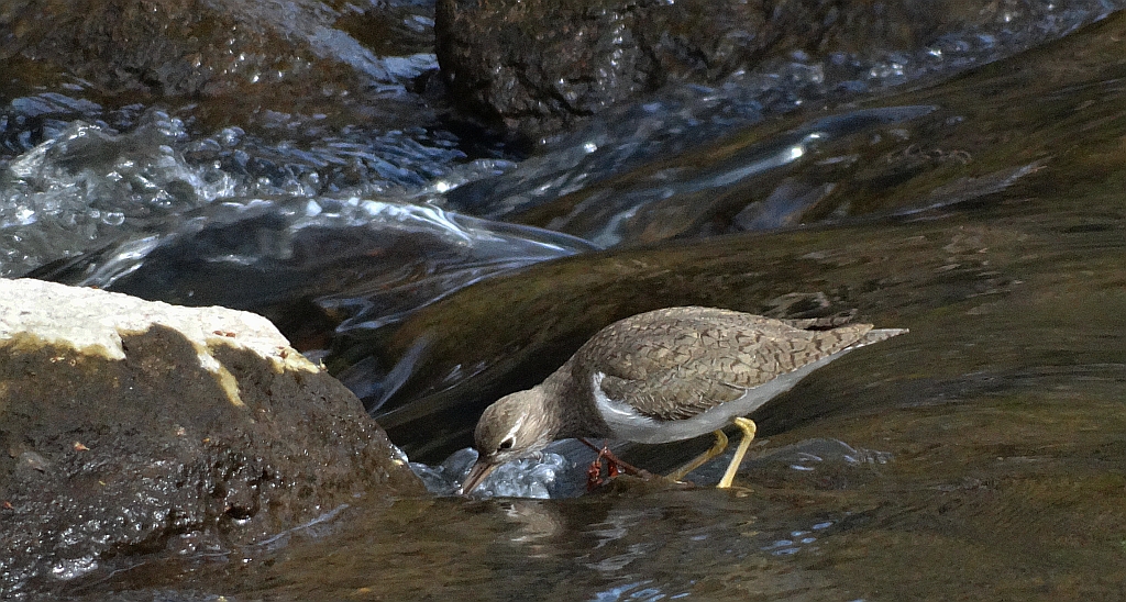 Brodziec piskliwy, brodziec krzykliwy, kuliczek piskliwy, piskliwiec (Actitis hypoleucos)