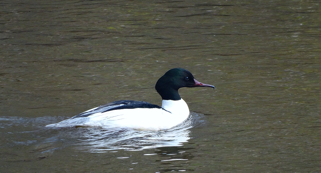 Nurogęś, tracz nurogęś (Mergus merganser)