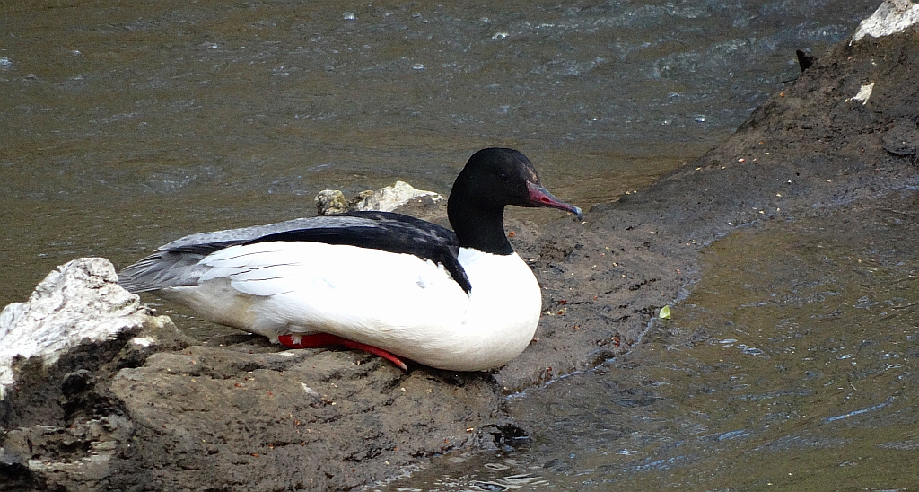 Nurogęś, tracz nurogęś (Mergus merganser)