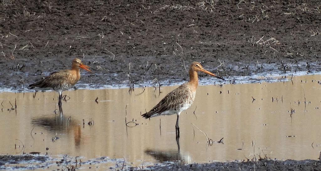 Rycyk, szlamik rycyk (Limosa limosa)