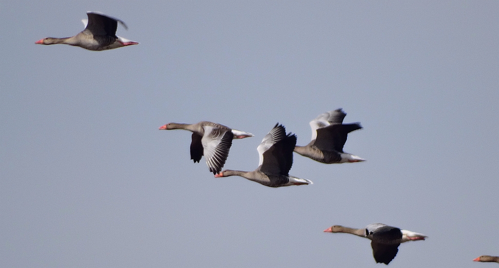 Gęgawa, gęś gęgawa (Anser anser)