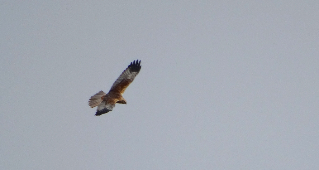 Błotniak stawowy (Circus aeruginosus)
