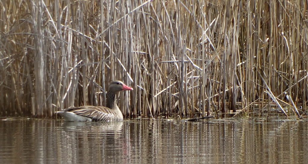 Gęgawa, gęś gęgawa (Anser anser)