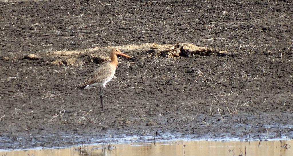 Rycyk, szlamik rycyk (Limosa limosa)