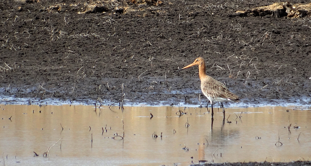 Rycyk, szlamik rycyk (Limosa limosa)