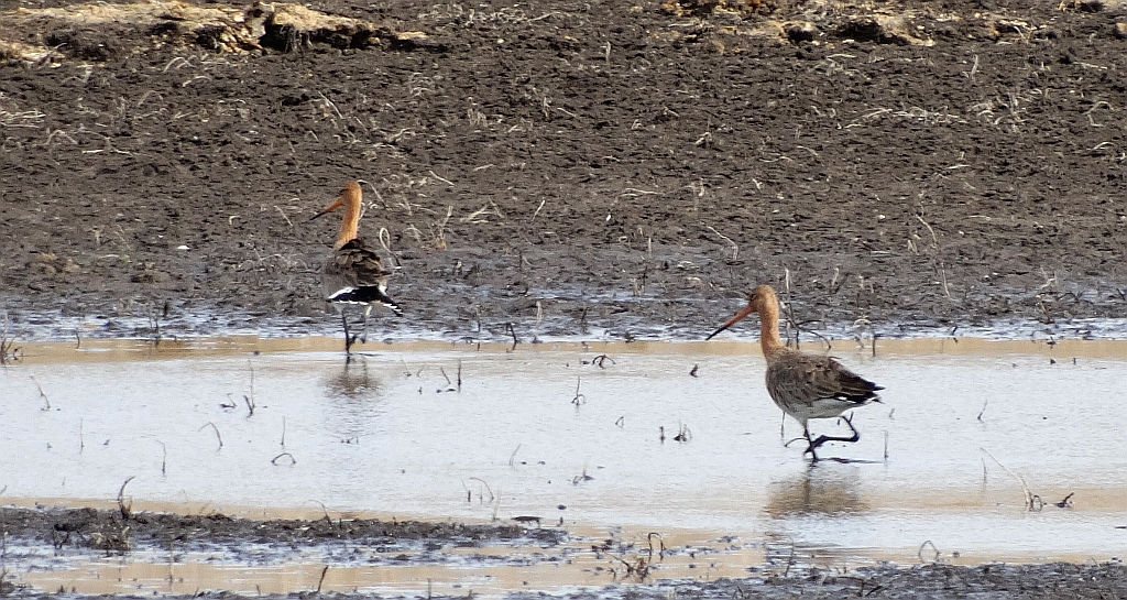 Rycyk, szlamik rycyk (Limosa limosa)