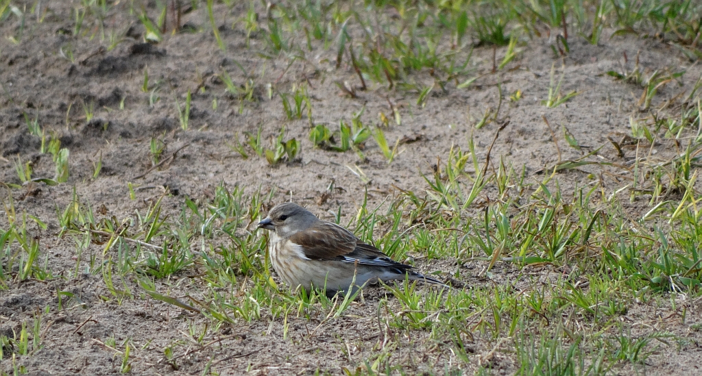 Makolągwa (Carduelis cannabina)