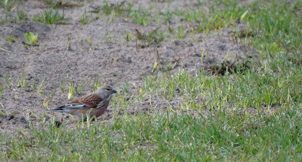 Makolągwa (Carduelis cannabina)