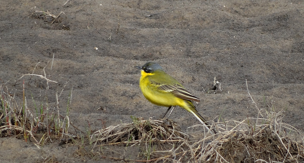 Pliszka żółta, wolarka (Motacilla flava)