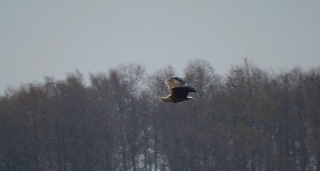 Bielik zwyczajny, bielik (Haliaeetus albicilla)