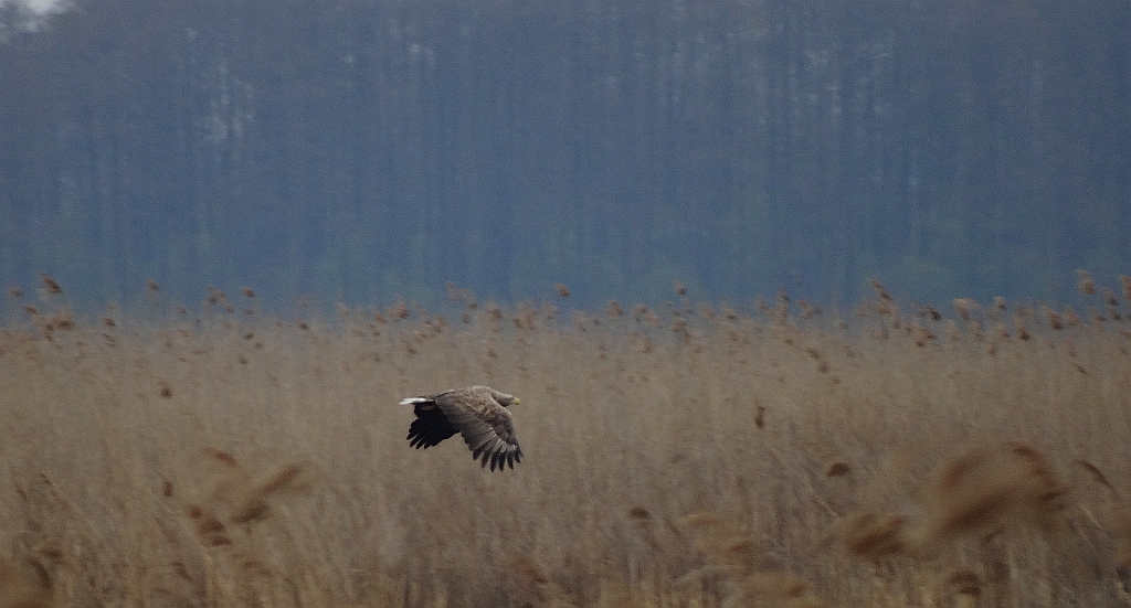 Bielik zwyczajny, bielik (Haliaeetus albicilla)