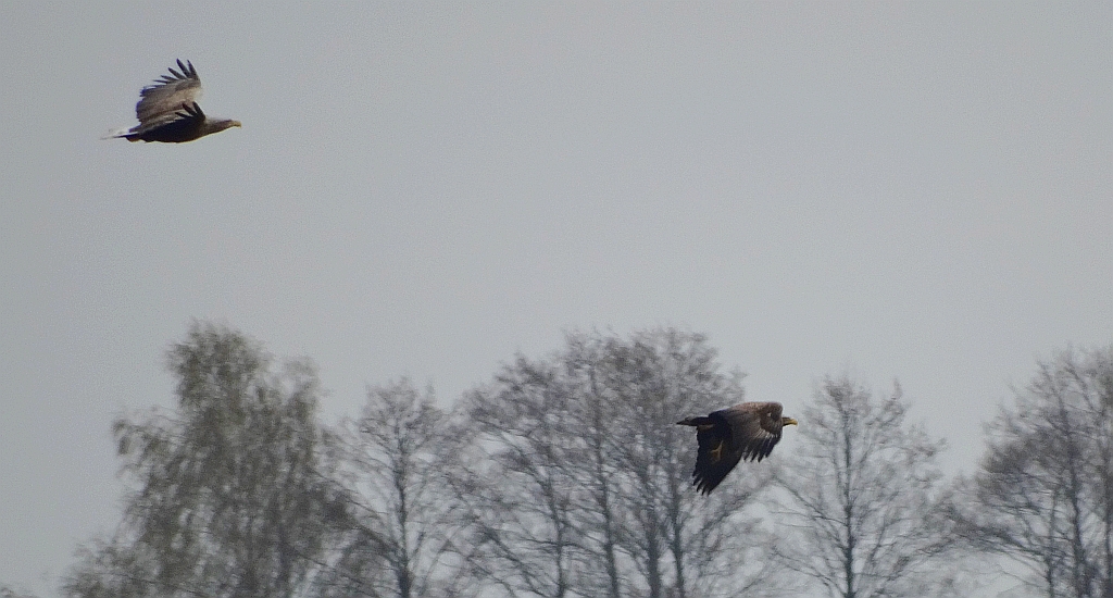 Bielik zwyczajny, bielik (Haliaeetus albicilla)